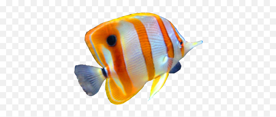 Png Hd Transparent Fish - Ocean Transparent Background Fish Png,Ocean Fish Png