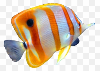 Png Hd Transparent Fish - Ocean Background