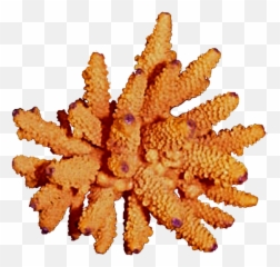 Download Free Orange Coral Png Clipart Reef - Transparent Reefs