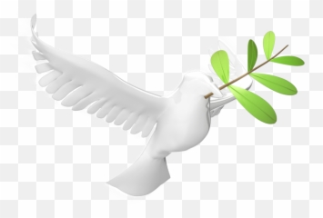 Olive Leaf 800 Clr - Dove Holy Spirit png
