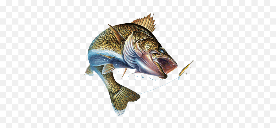 Animals For Walleye Fishing Logos - Walleye Fishing Logo Png,Fishing Logos