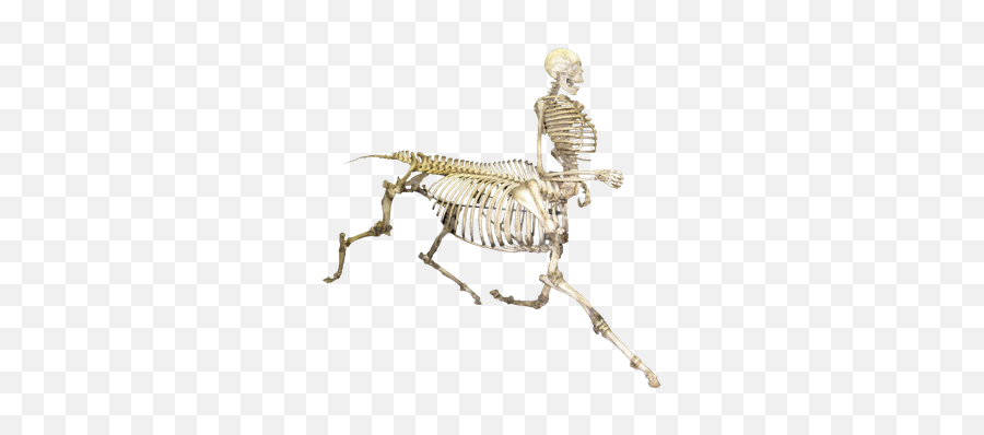 Horse Human Skeleton Png 43861 - Free Icons And Png Backgrounds Human Skeleton On A Horse,Skeleton Png