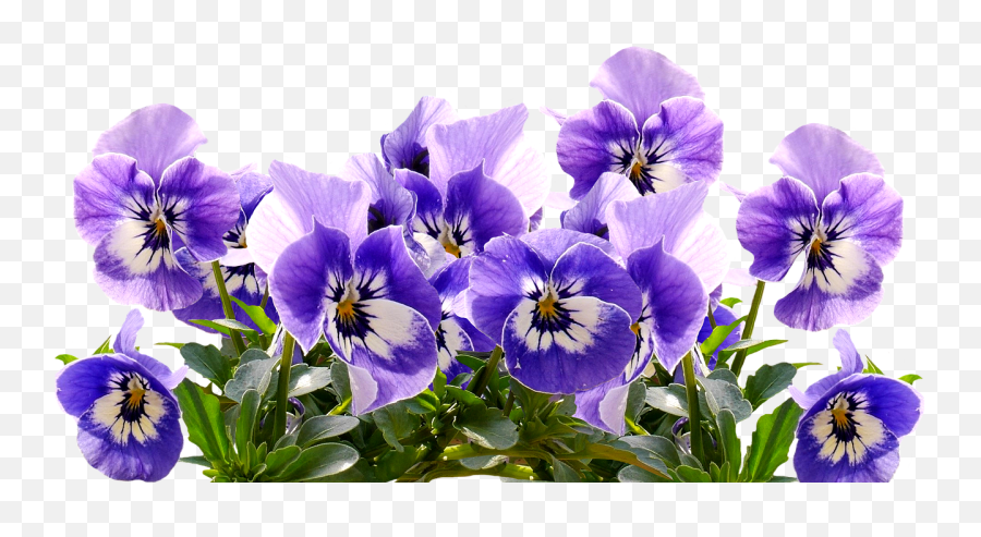 Spring Pansy Motheru0027s Day - Free Image On Pixabay Clipart Mothers Day Flowers Png,Flower Bed Png