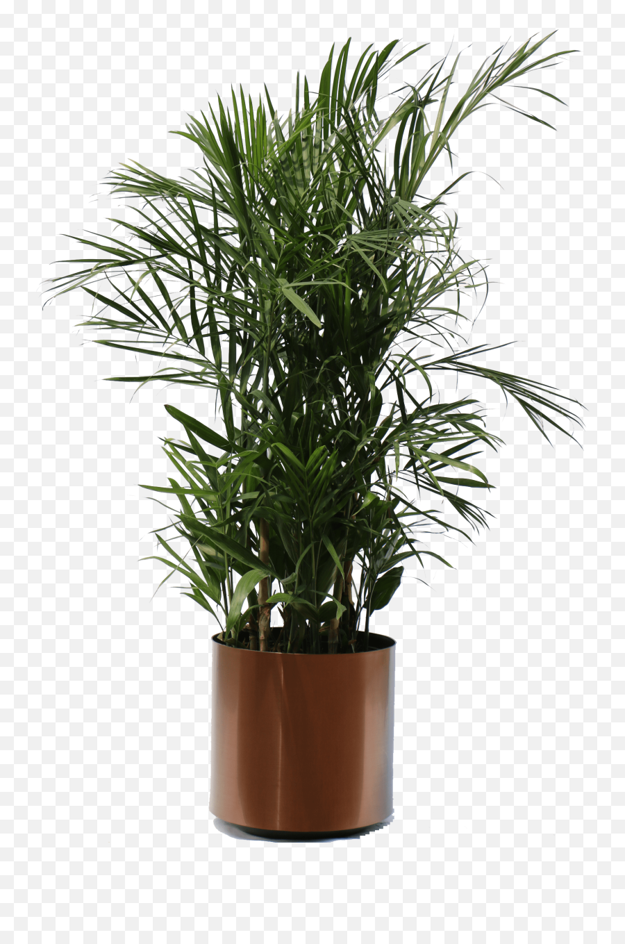 Tropical Plants Transparent Png - Planter Palm Tree Png,Tropical Plants Png