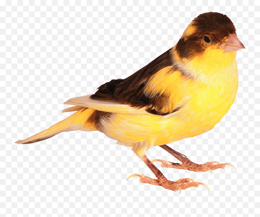 Birds Png Alpha Channel Clipart Images Pictures With - Cute Real Bird Png,Birds Png