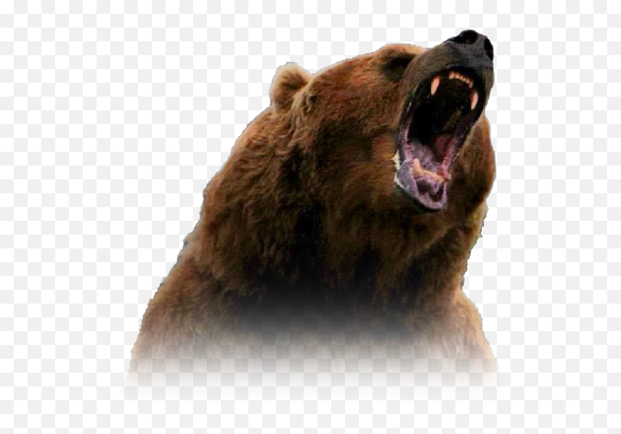 Svg Library Download Transparent Bear - Grizzly Bear Png,Grizzly Bear Png