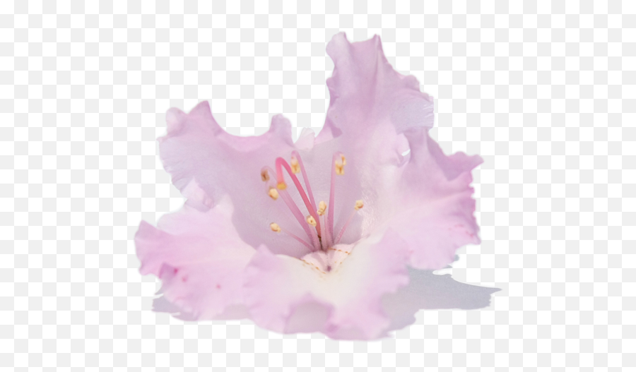 Pale Pink Rhododendron - Rhododendron Transparent Png,Pink Flower Transparent Background