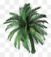 Las Palmas Mexican Bar And Grill Wixcom - Palm Tree Top View Png,Palmas Png
