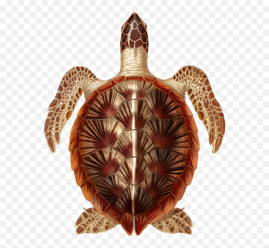 Turtlereptiletortoise Png Clipart - Royalty Free Svg Png Hawksbill Sea Turtle Art,Tortoise Png