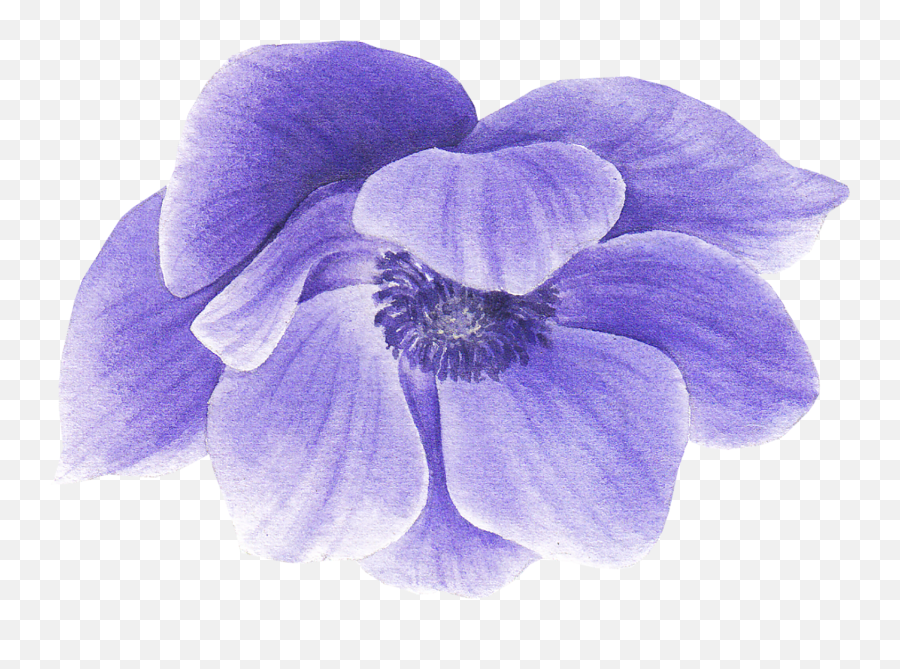Purple Anemone Flower By We Studio - Blue Violet Png,Anemone Png