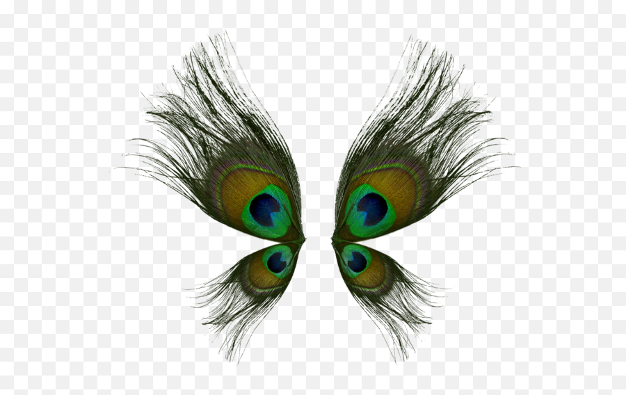 Butterfly Wings From Peacock Feathers - High Resolution Peacock Feather Png,Peacock Feather Png