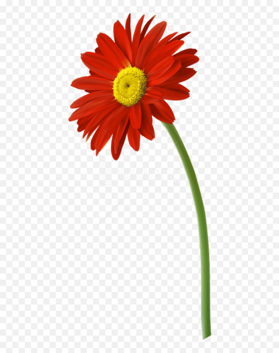 Download Red Gerbera Flower Png Images - Gerbera Flower Png,Free Flower Png