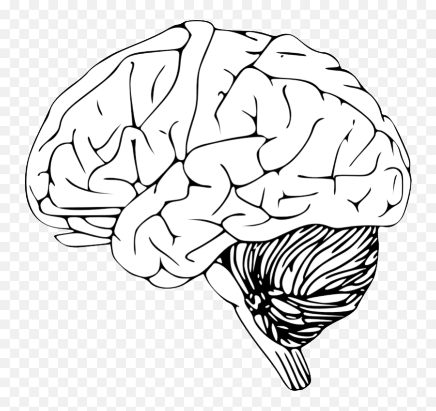 Brain Png Clipart Background - Brain From Side View Sketch,Brain Png