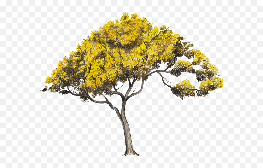 Arboles En Perfil Png - Arbol Con Flores Png,Arboles Png