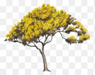 Arboles En Perfil Png - Con Flores