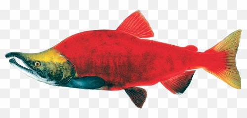 Sockeye Salmon - Idaho Conservation Draw A Sockeye Salmon Png,Salmon Png