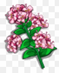 Oregano Farmville Wiki Fandom - Rosa Glauca Png,Oregano Png