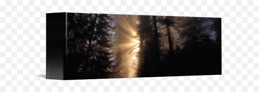 God Rays Redwoods National Park Ca By Panoramic Images - Sunlight Png,God Rays Png