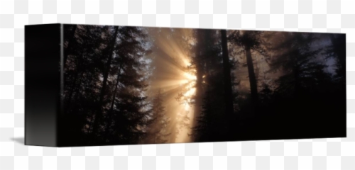 God Rays Redwoods National Park Ca By Panoramic Images - Sunlight png