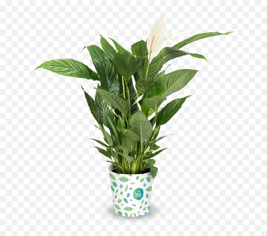 Spa - Bird Of Paradise In Red Pot Png,Indoor Plant Png