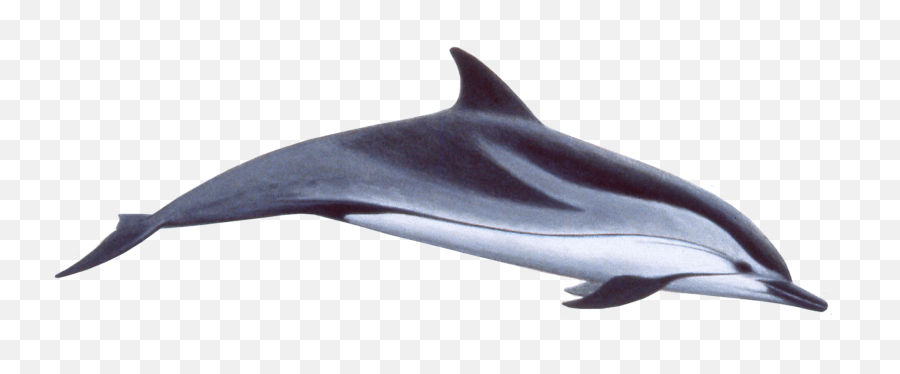 Download Transparent Dolphins Clipart - Striped Dolphin No Background Png,Dolphins Png