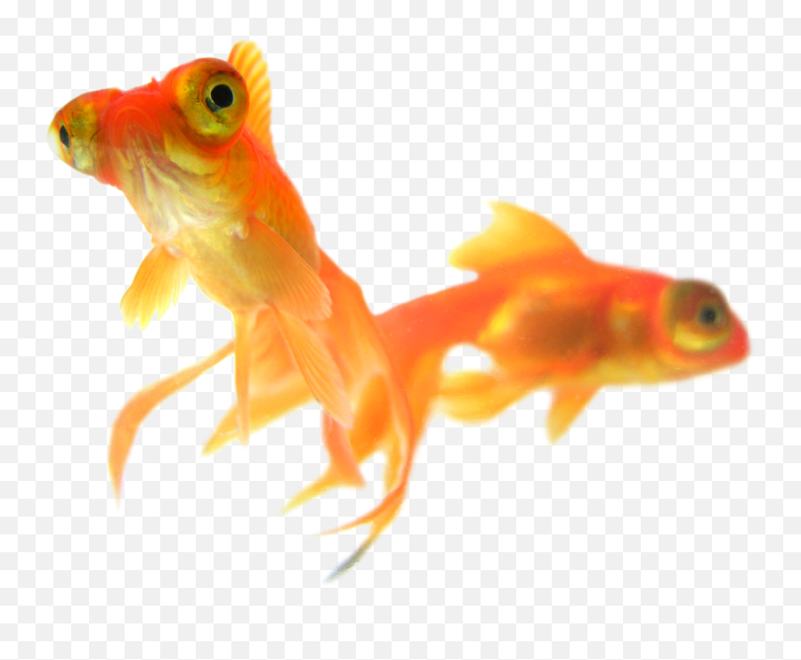Download Goldfish Png Free Image