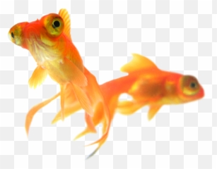 Download Goldfish Png Free Image