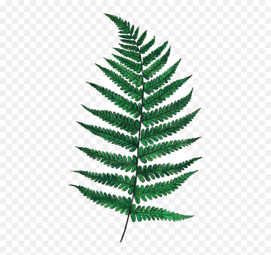 Fern Long Greenleaves Green Leaves - Single Fern Leaf Png,Ferns Png