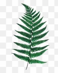 Fern Long Greenleaves Leaves - Single Leaf png