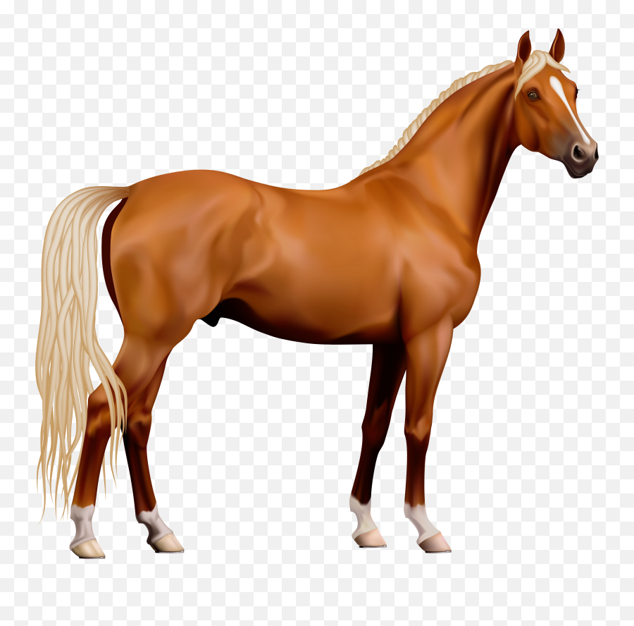 Library Of Horse Pictures Free Png Files - Horse Png,Transparent Pictures