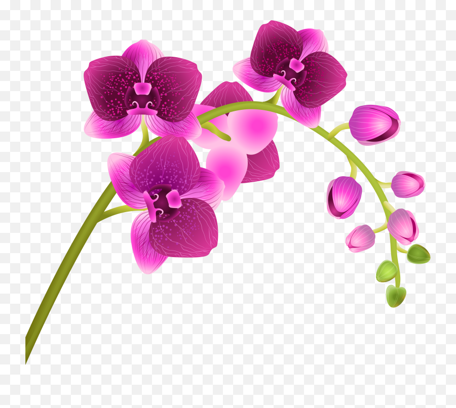 Free Pink Orchid Png Download - Orchid Clipart Png,Orchid Png