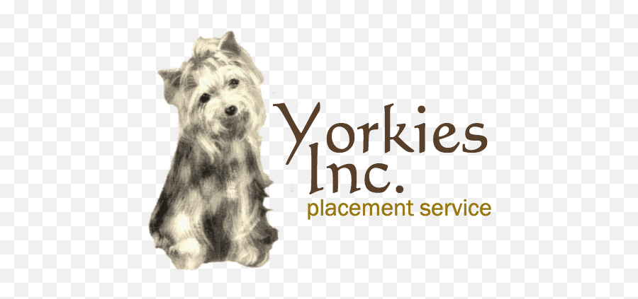Yorkies Inc - Vulnerable Native Breeds Png,Yorkie Png