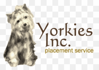 Yorkies Inc - Vulnerable Native Breeds Png,Yorkie Png