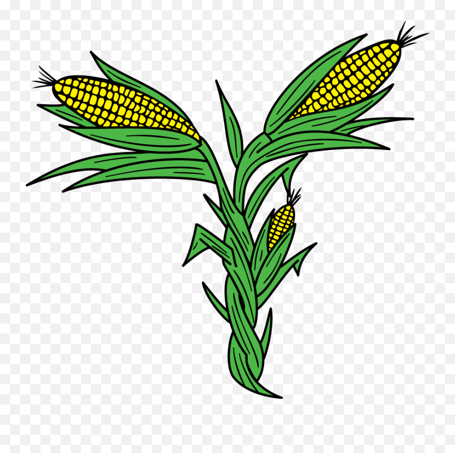 Corn Plant Png - Fresh,Corn Plant Png