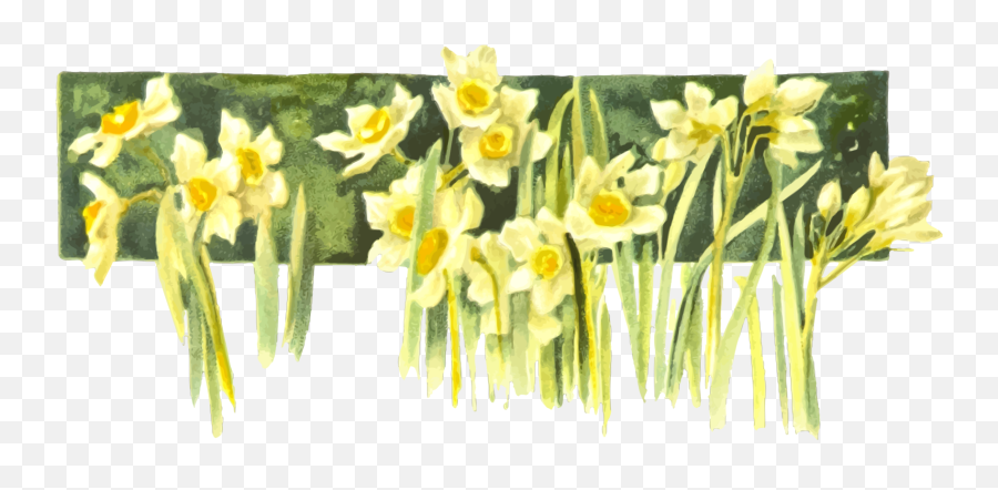 Narcissus Drawing Yellow Daffodil - Transparent Transparent Draw A Daffodil In Watercolor Png,Daffodil Png