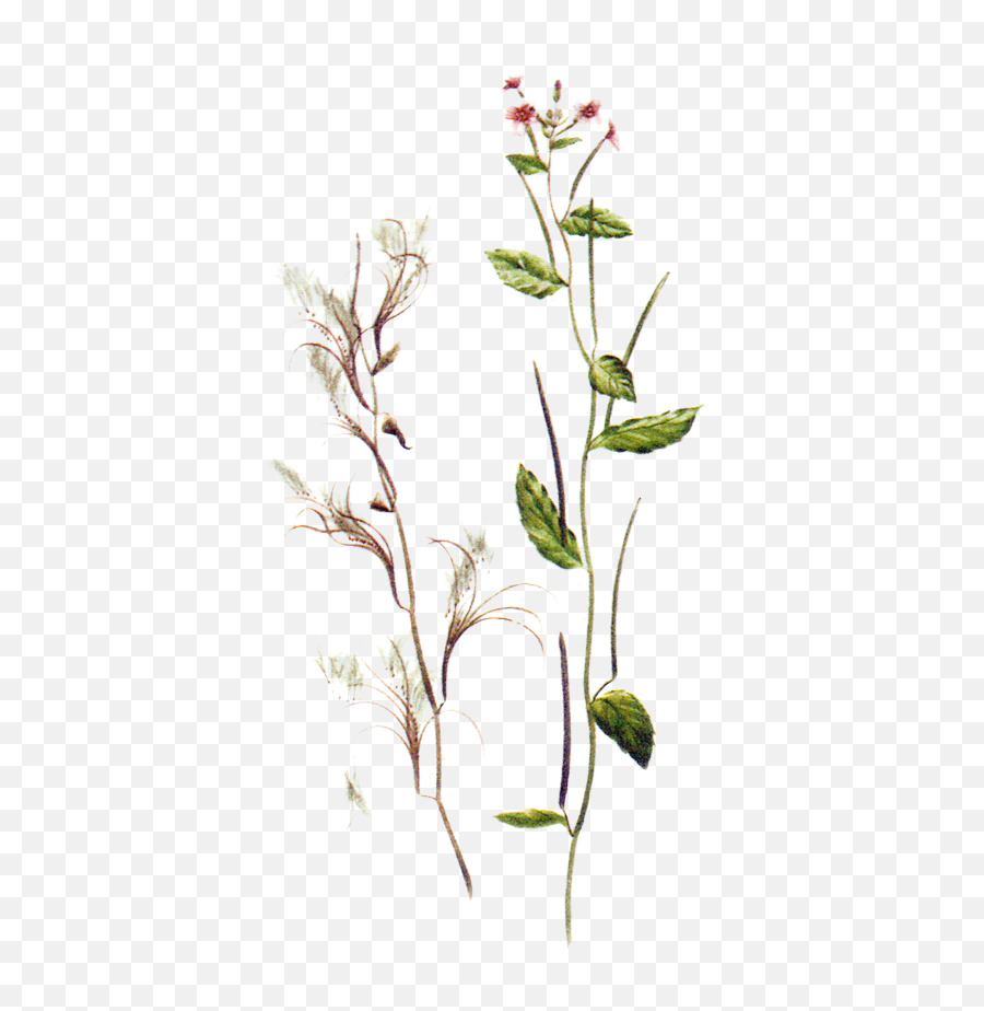 Maria Treben Herbs - Epilobium Parviflorum Png,Herb Png