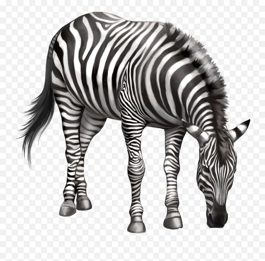 Download Zebra Drawing Clip Art - Zebra Eating Grass Drawing Png,Eating Png