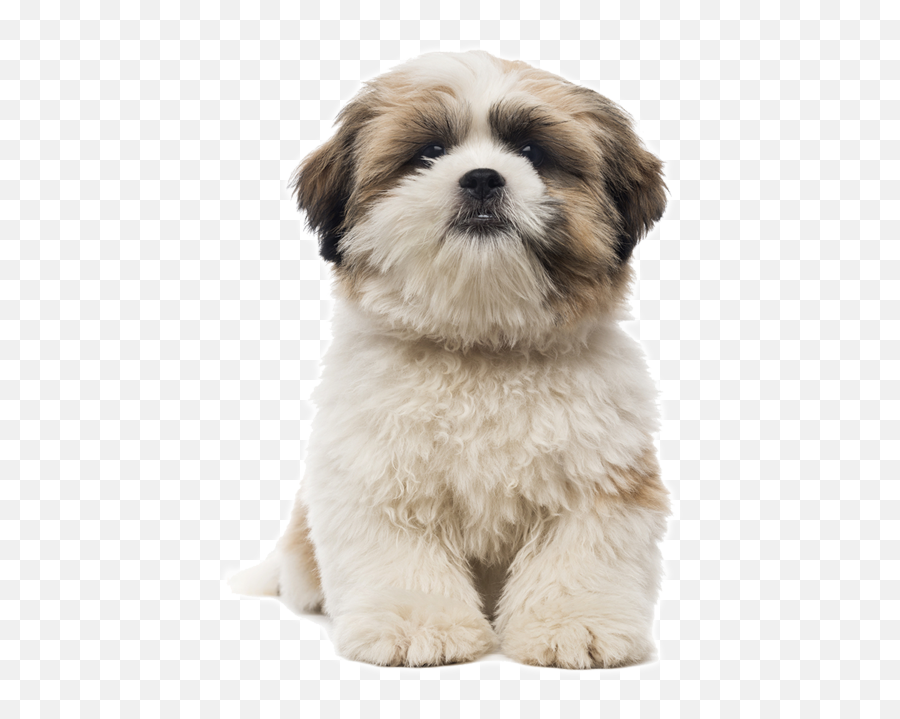 Pin Em Jfa Cursos Online - My Shih Tzu Has Red Eyes Png,Shih Tzu Png