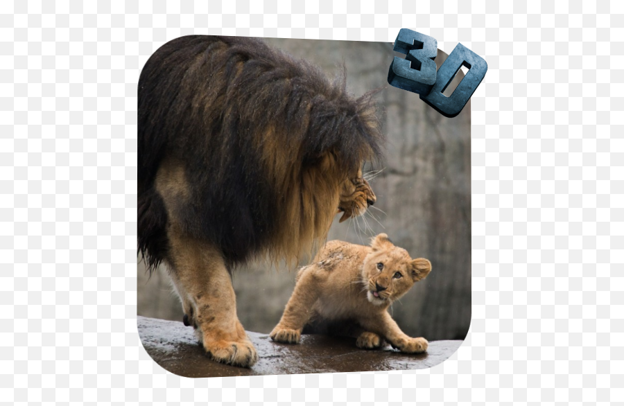 Lion Video Live Wallpaper 30 Download Android Apk Aptoide - Live Lion Video Png,Icon Wallpaper For Android