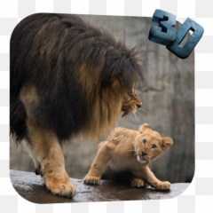 Lion Video Live Wallpaper 30 Download Android Apk Aptoide - png