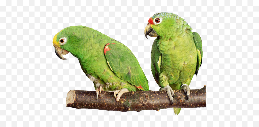 Parrot Png Transparent Images Free Download Background