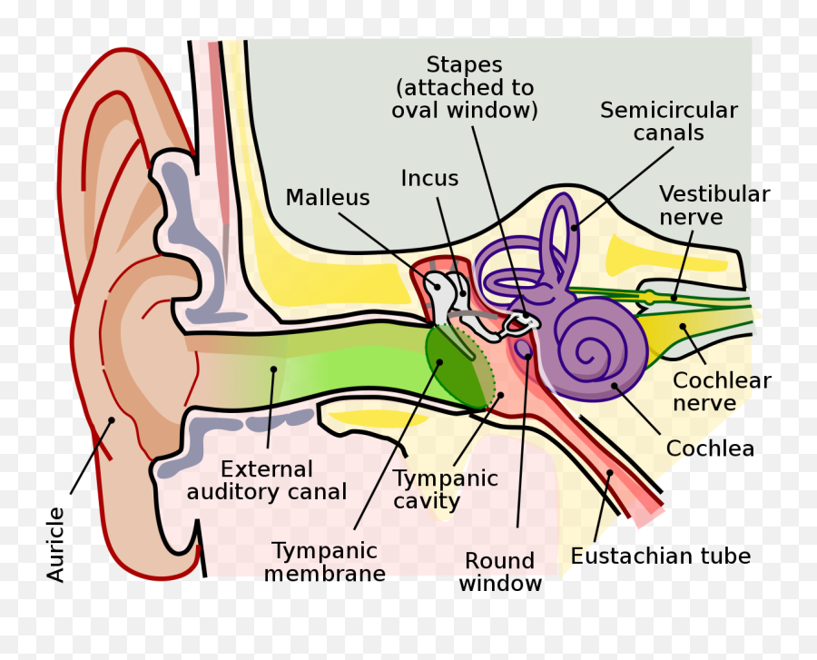 Anatomy Of The Human Ear - Anatomy Of The Human Ear Png,Ear Png