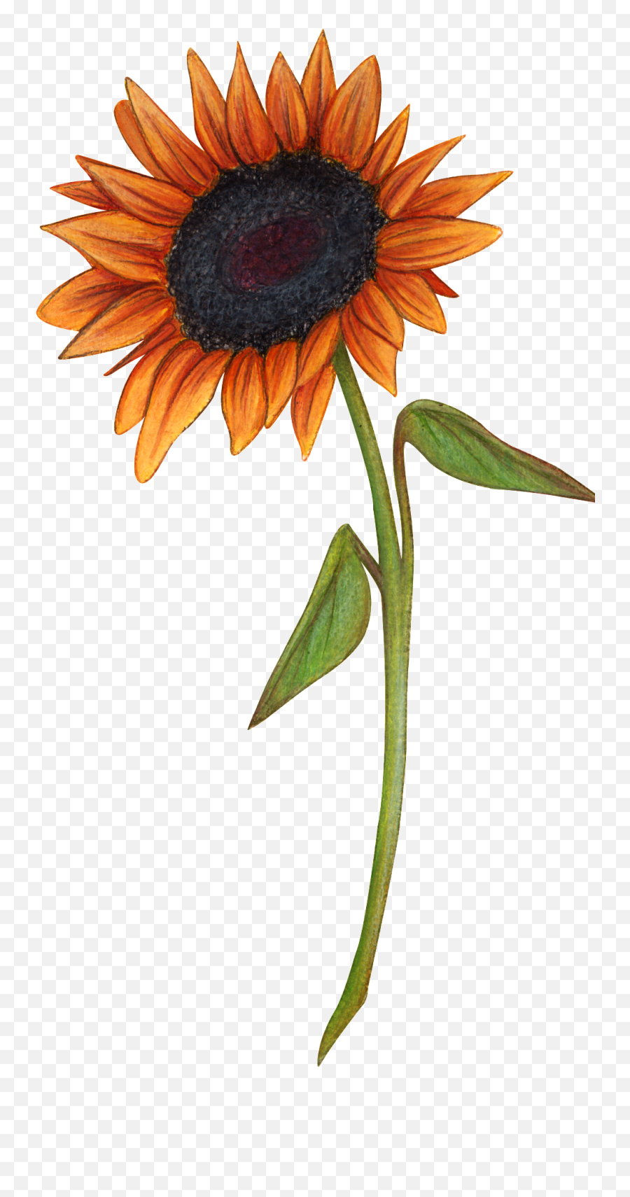 Hand Drawn A Sunflower Png Transparent - Portable Network Sunflower,Transparent Sunflower