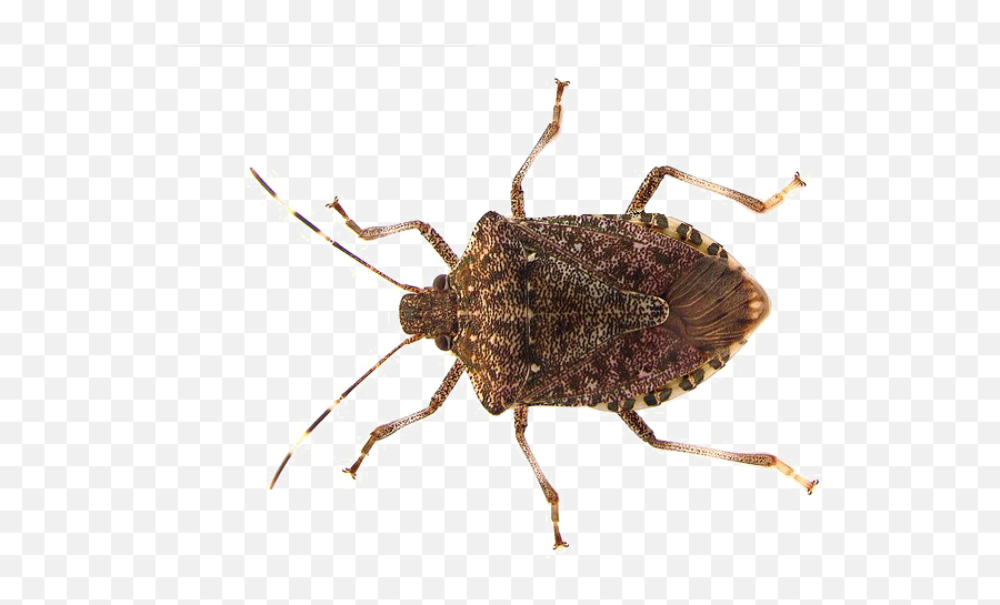 Stink Bug Png Photo - True Bug Png,Stink Png