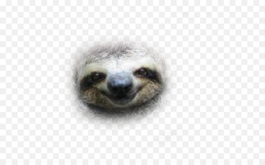Face Transparent Background Png Image Sloth