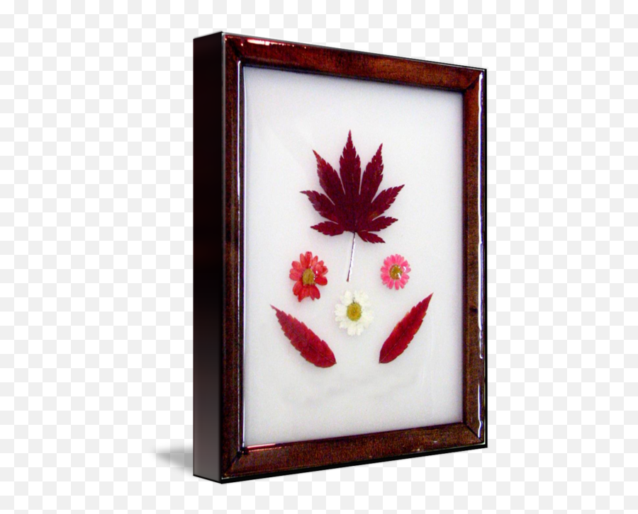 Japanese Maple Sumac Daisies By Monir Tadros - Picture Frame Png,Japanese Maple Png