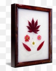 Japanese Maple Sumac Daisies By Monir Tadros - Picture Frame Png,Japanese Maple Png
