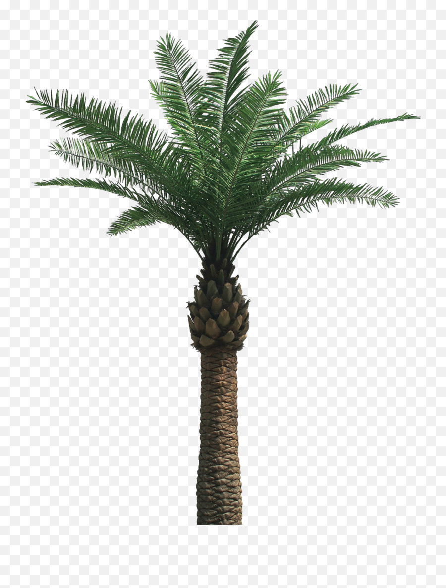 Png Transparent Date Palm - Date Palm Tree Png,Palm Png