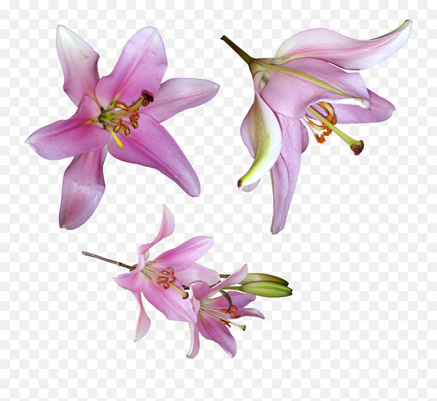 Lilium Png - Lily,Lilies Png