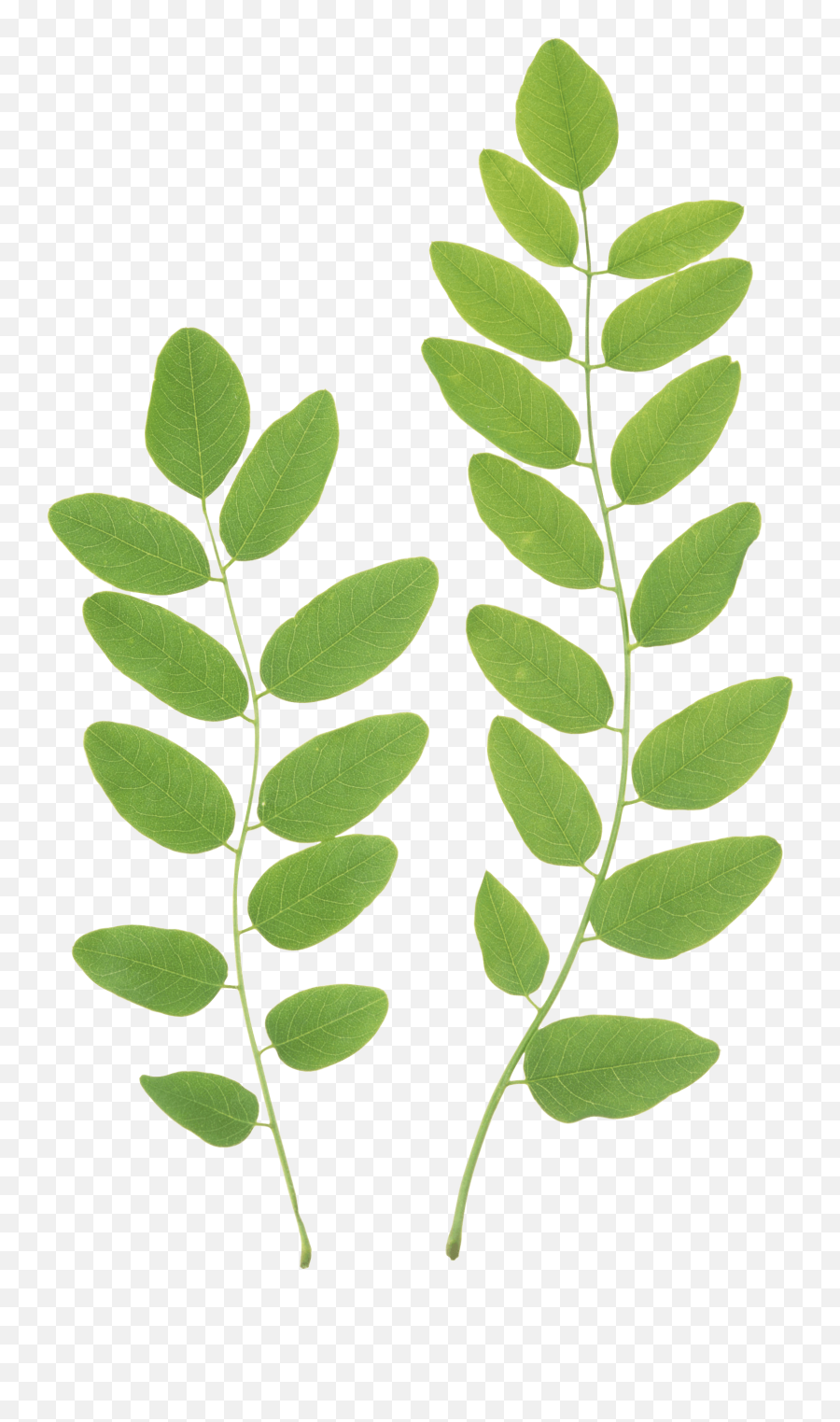 Download Green Leaves Png Clipart - Leaves Clipart Png,Leaves Clipart Png